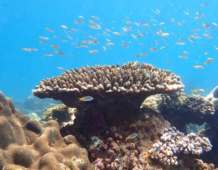 Coral reef