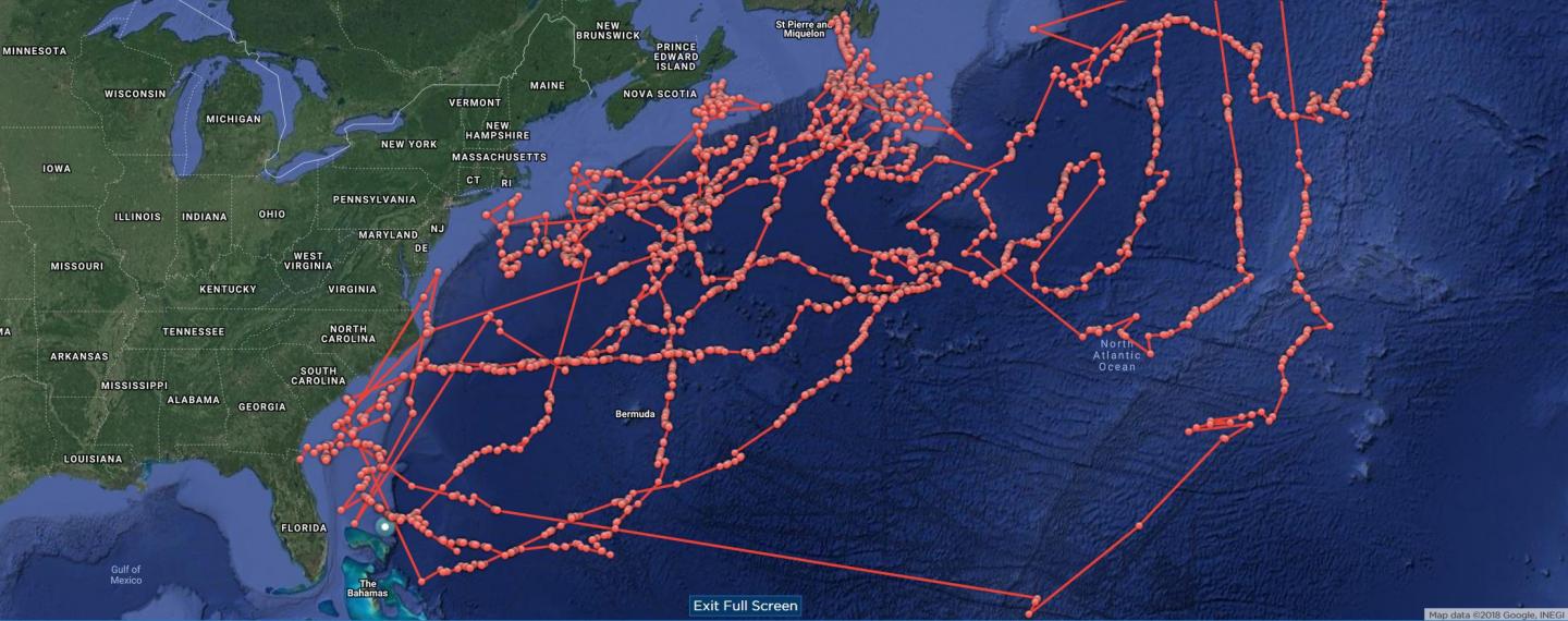 Shark Path