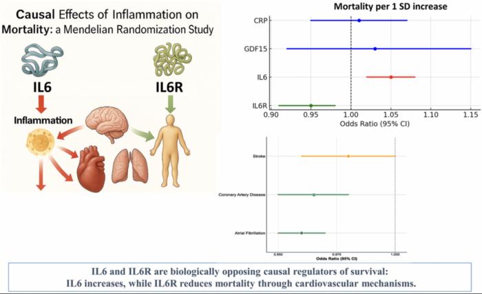 Causal effects of inflammation on long-term mortality: A mendelian randomization study