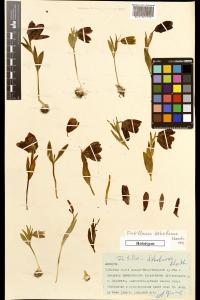 <i>Fritillaria dzhabavae</i>