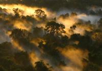 Amazon Forest canopy at dawn in Brazil