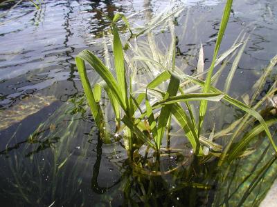 Texas Wild-Rice of San Marcos River