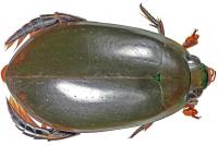 Diving Beetle from iSimangaliso Wetland Park