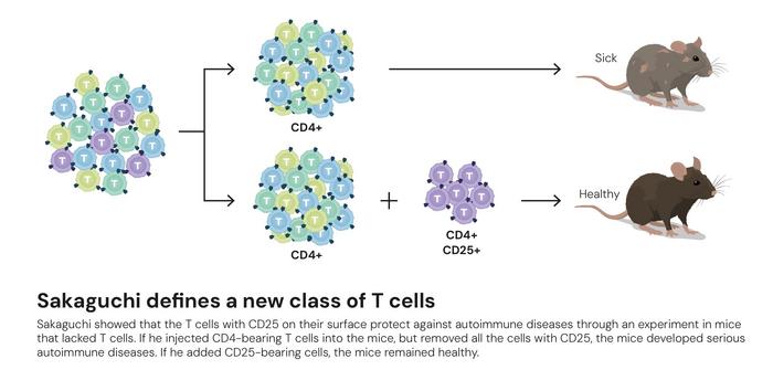 Sakaguchi defines a new class of T cells