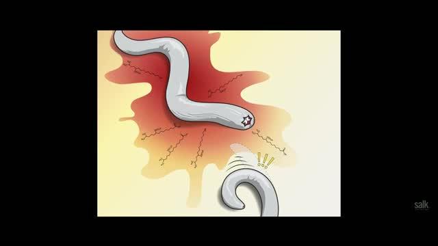 Fearful Worms May Help Humans with Anxiety