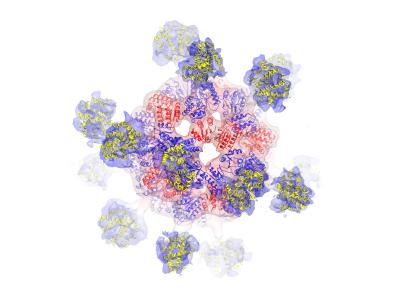 Atomic Interpretation of Stressosome