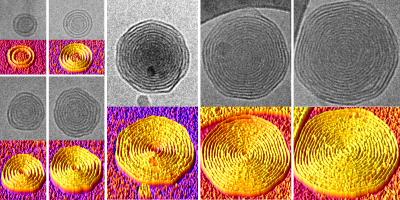 Onion Vesicles Under the Microscope