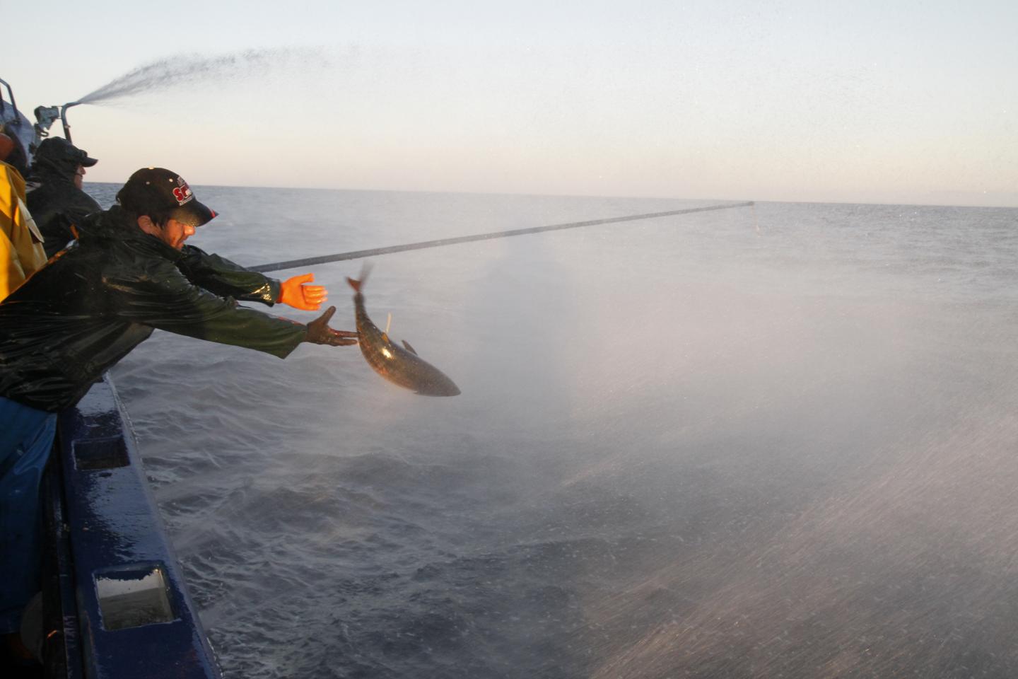 Tuna Tagging