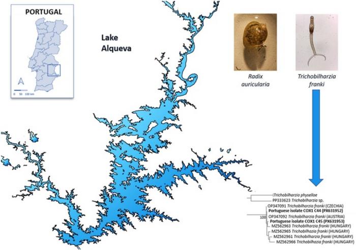 Molecular detection of Trichobilharzia franki in Lake Alqueva, Portugal