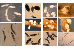 Soybean Cyst Nematode