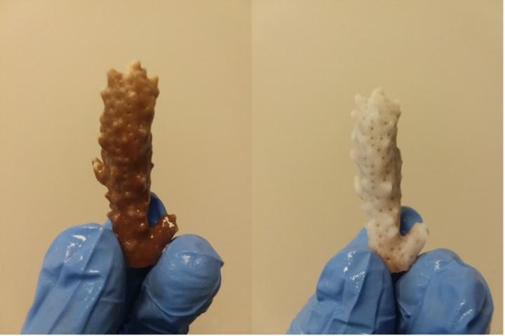 Comparison. Coral