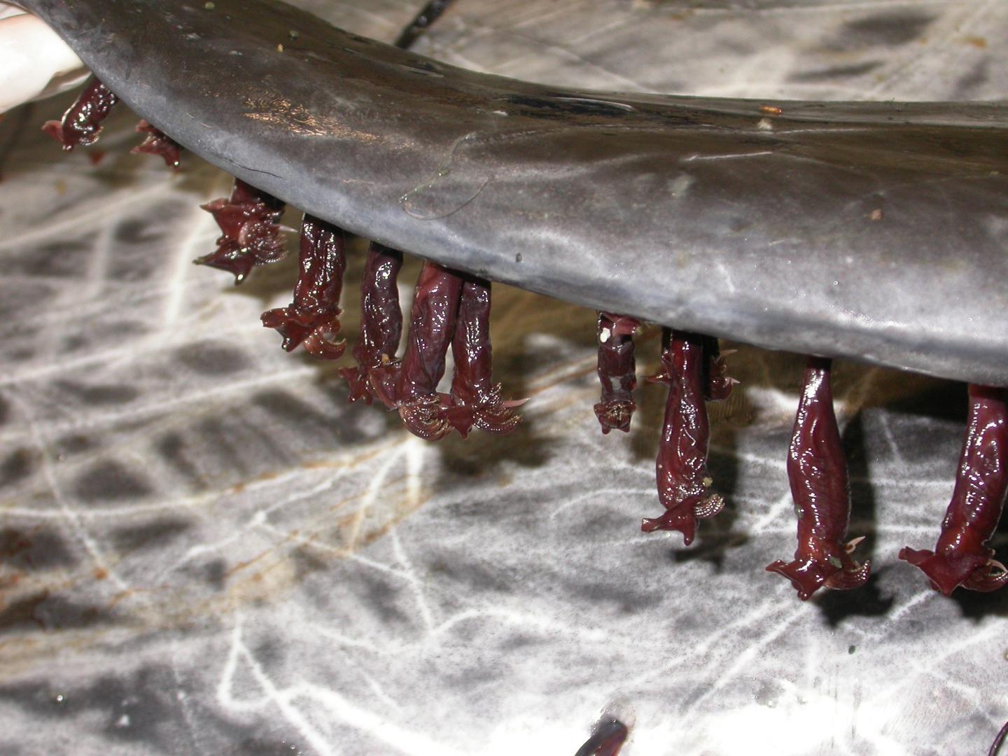 Barnacles