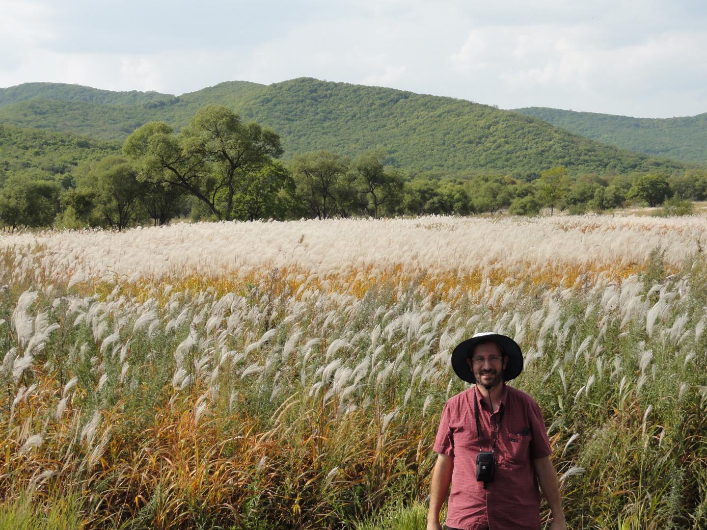 Siberian <em>Miscanthus</em>
