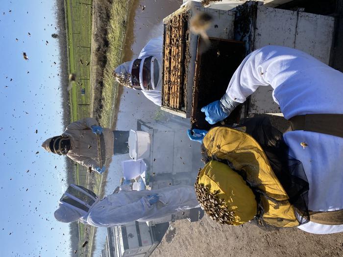 WSU beeresearch3
