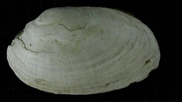 Ancient Engravings Rewrite History