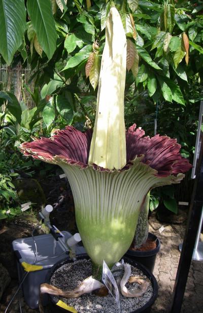 Titan Arum