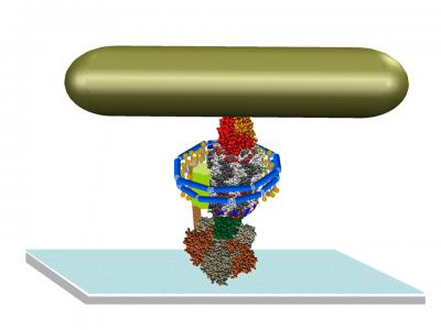 A View on Molecular Motor Motion