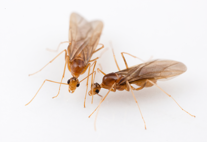 two male yellow crazy ants