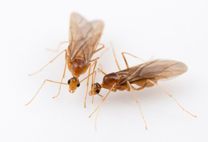 two male yellow crazy ants