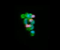 CTC Cluster
