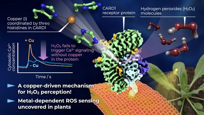 Researchers unravel a copper-based ’sensor’ that underpins signal detection in plants