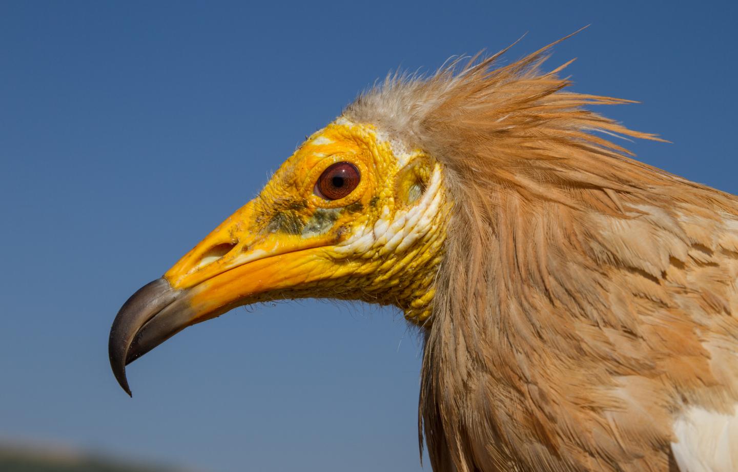 Egyptian Vulture