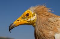 Egyptian Vulture