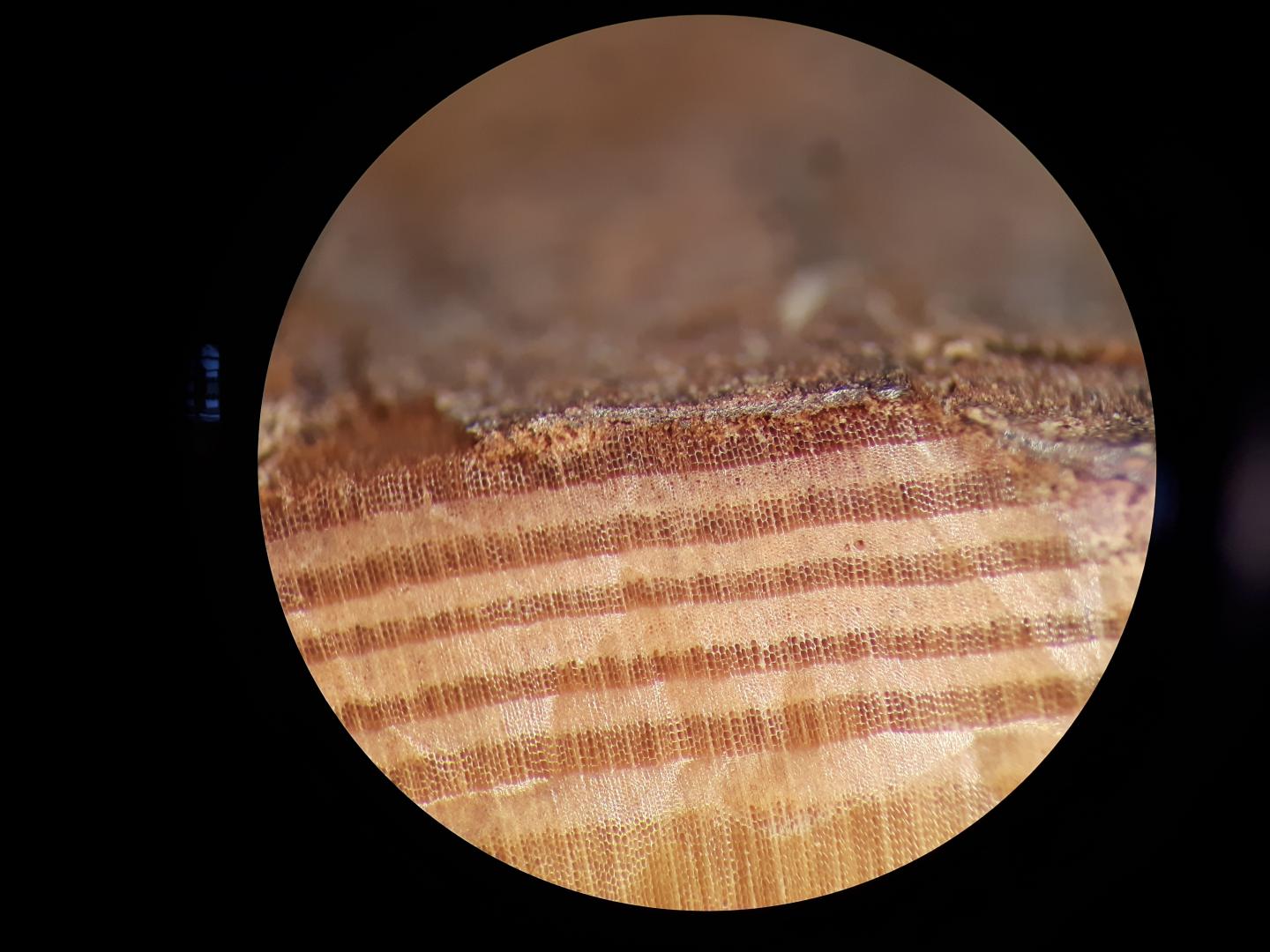 Tree rings from a beam found in Por-Bajin