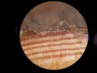 Tree rings from a beam found in Por-Bajin