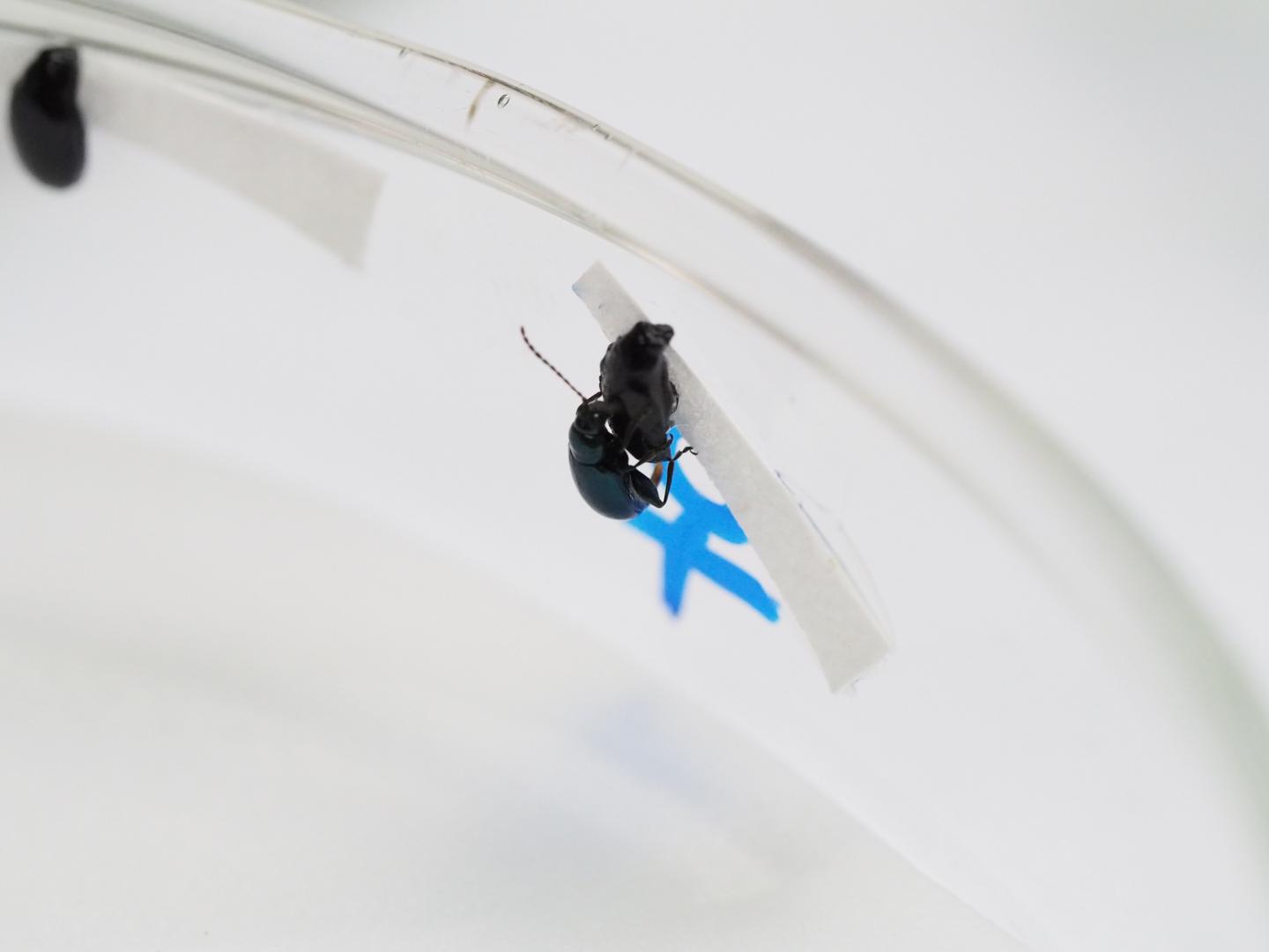 Mating Observation