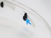 Mating Observation