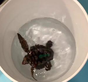 A hatchling turtle 'dancing'