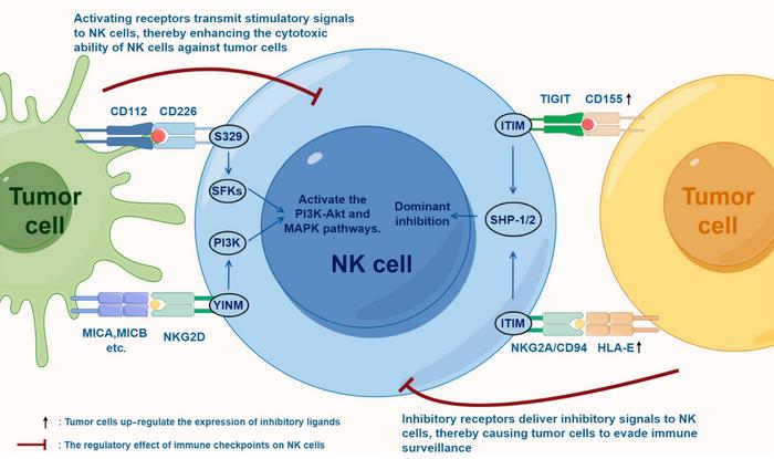 The balance between activating and inhibitory receptors in NK cells