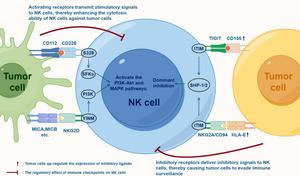 The balance between activating and inhibitory receptors in NK cells