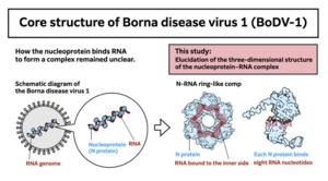 Core structure of Borna disease virus 1