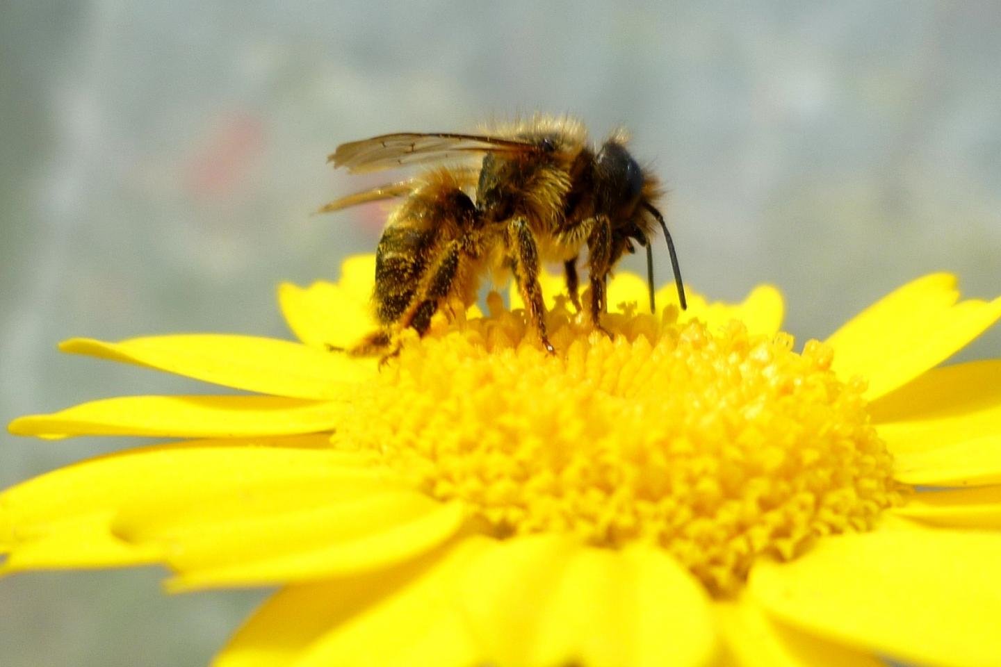 Red Mason Bee