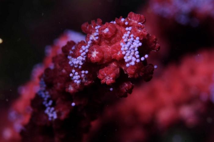 Climate change advances the start of the reproductive cycle of the Mediterranean gorgonian