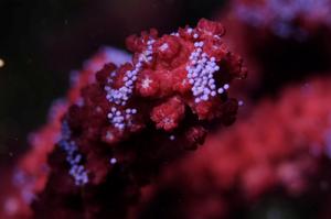 Climate change advances the start of the reproductive cycle of the Mediterranean gorgonian