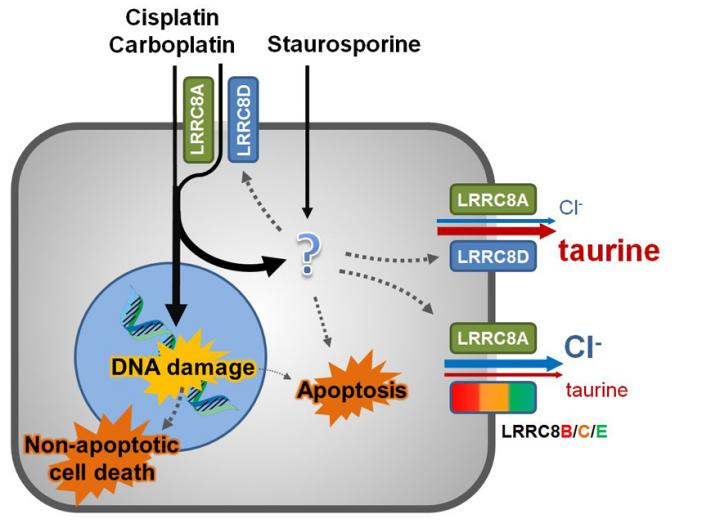 How Do Anti-Cancer Drugs Enter Cells?