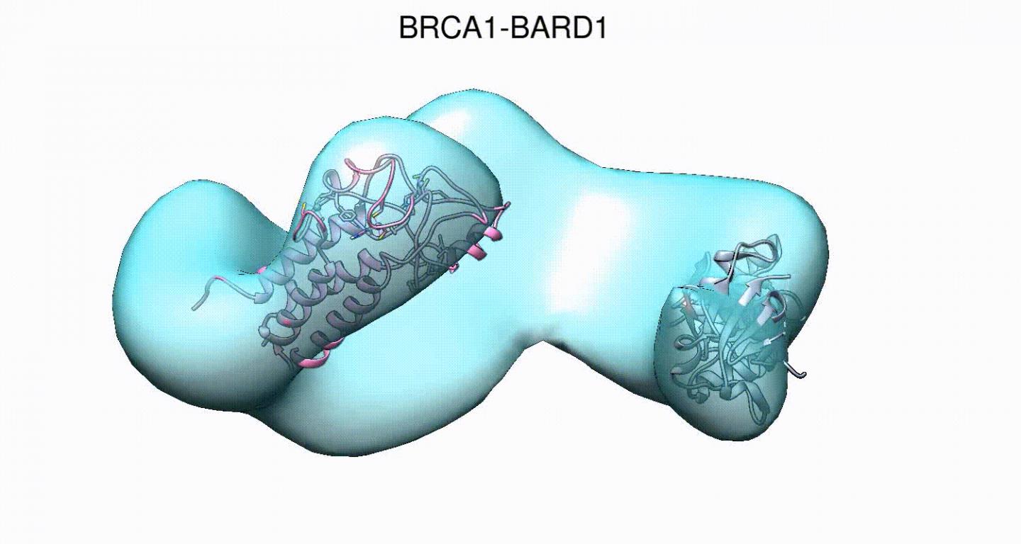 BRCA1
