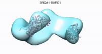 BRCA1