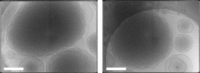 Cryo-electron microscopy images of lipid suspensions composed of DOPE-C8 and POPC