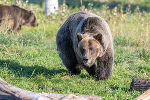 WSU Bear1