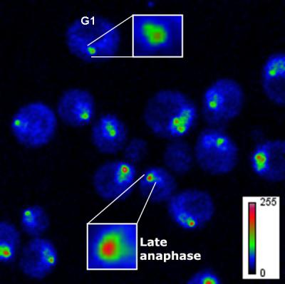 Centromere Structure