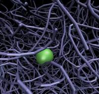 Simulation: DNA Thicket in Motion Shuttles Transcription Factor Along