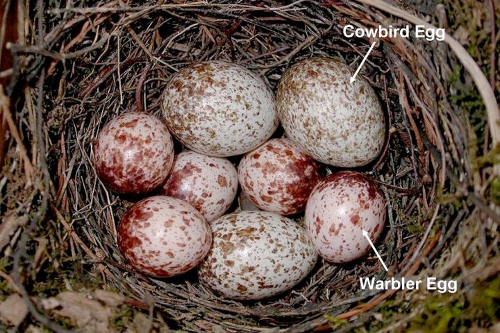 Cowbird egg parasitism