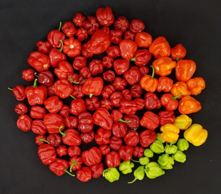 Habanero Peppers