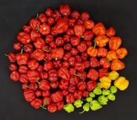 Habanero Peppers