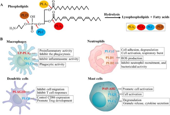 Phospholipid hydrolysis regulates the function of innate immune cells