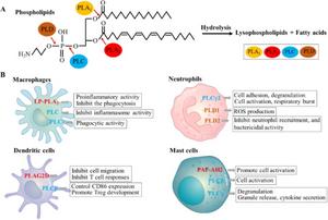 Phospholipid hydrolysis regulates the function of innate immune cells